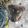 leogurl